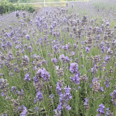 Lavendel
