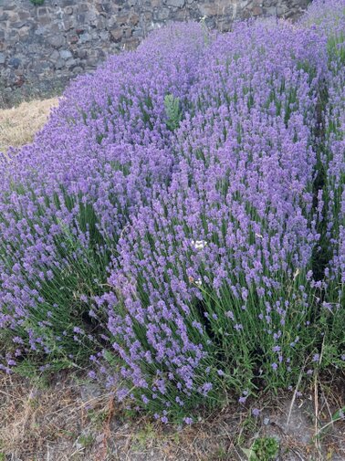 Lavendel