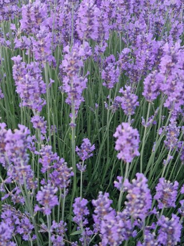 Lavendel