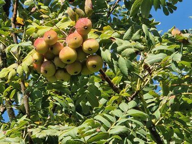 Speierlingfrucht
