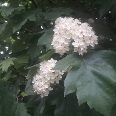 Elsbeerblüte