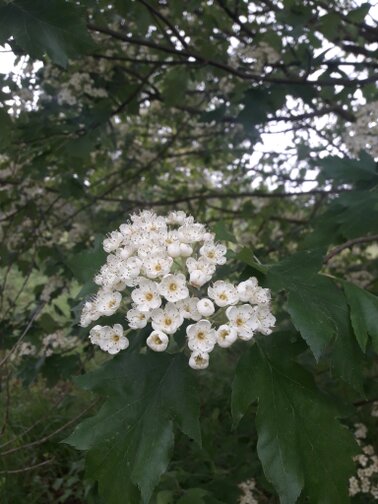 Elsbeerblüte