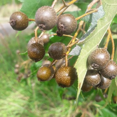 Elsbeere