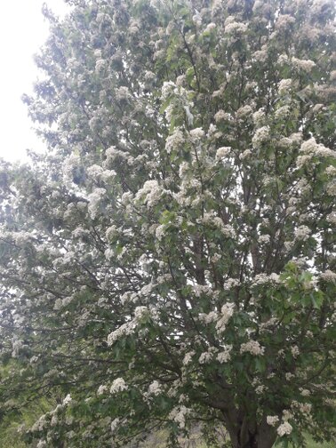 Elsbeerbaum