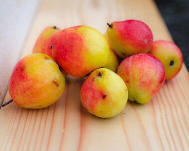 Speierlingfrucht