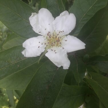 Mispelblüte