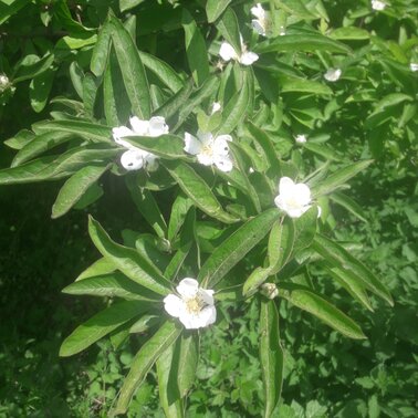 Mispelblüte