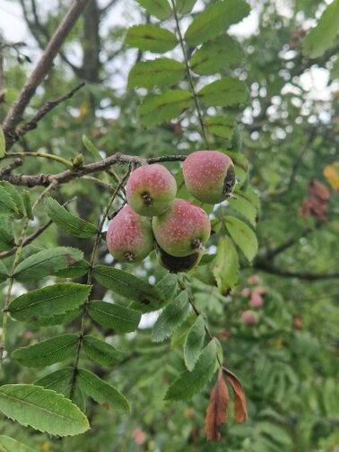 Speierlingfrucht